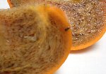 �����̐����`